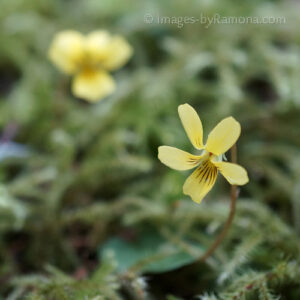 Sweet Little Blossoms - found on the forest floor