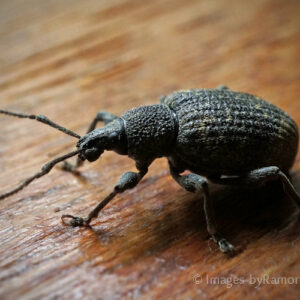 Black Beetle - spotted crawling across my window sill; after his 'photo shoot' I released him outside :)