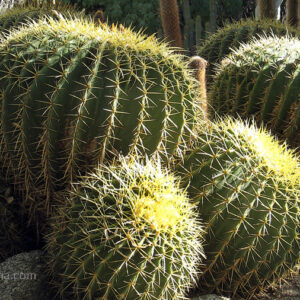 Cacti - Palm Desert, CA